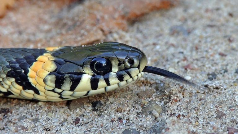 cobras detecção infravermelha