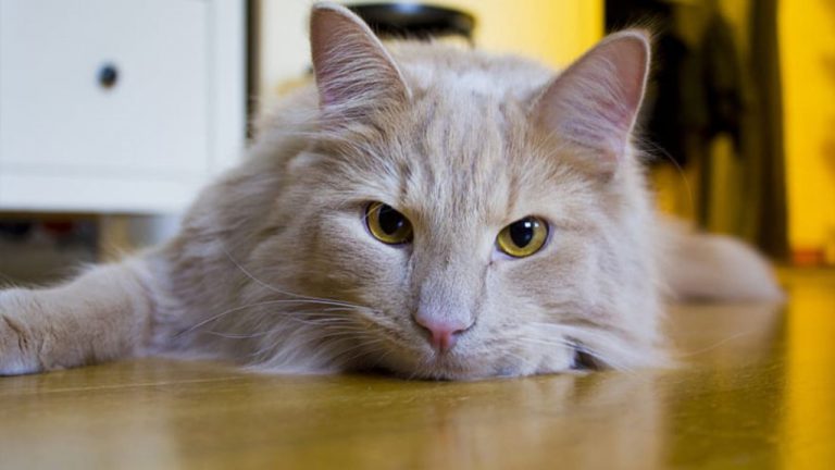 gato doente