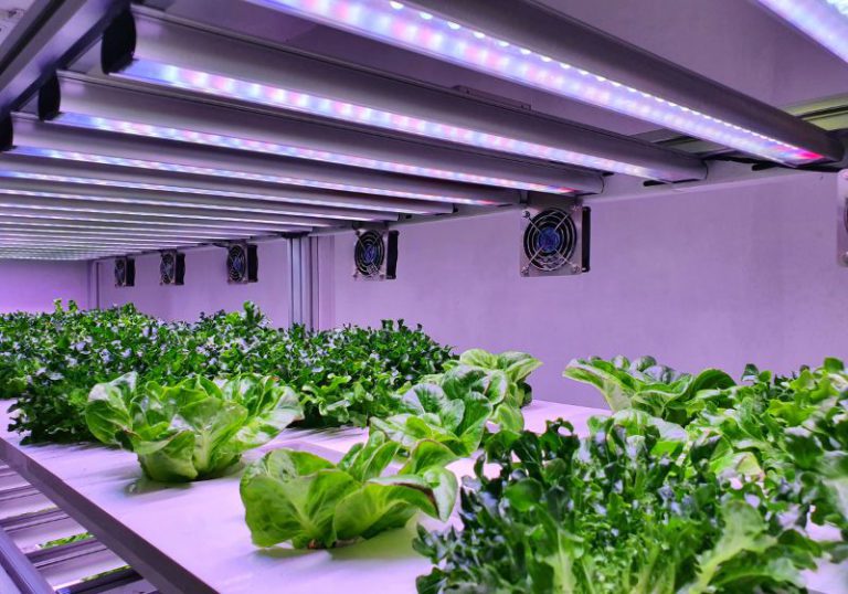 iluminação artificial nas plantas
