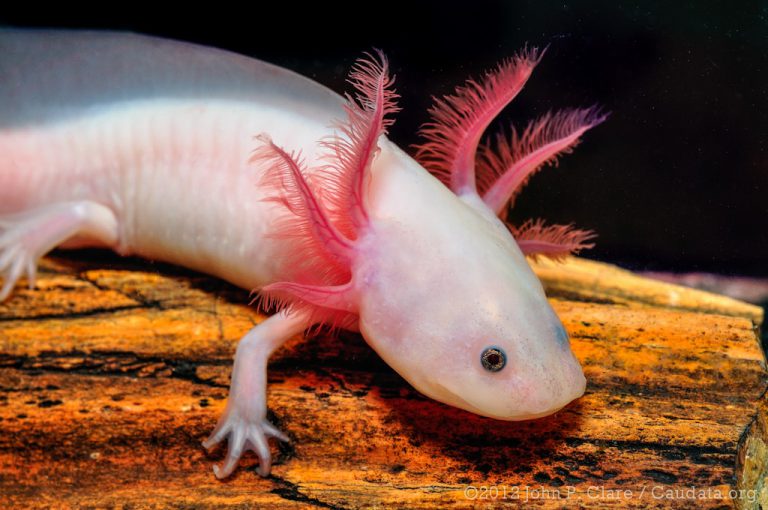 axolote - salamandras respiram na água