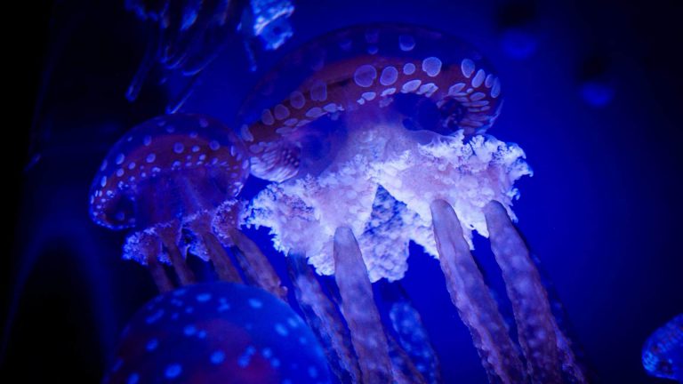 bioluminescência nos animais