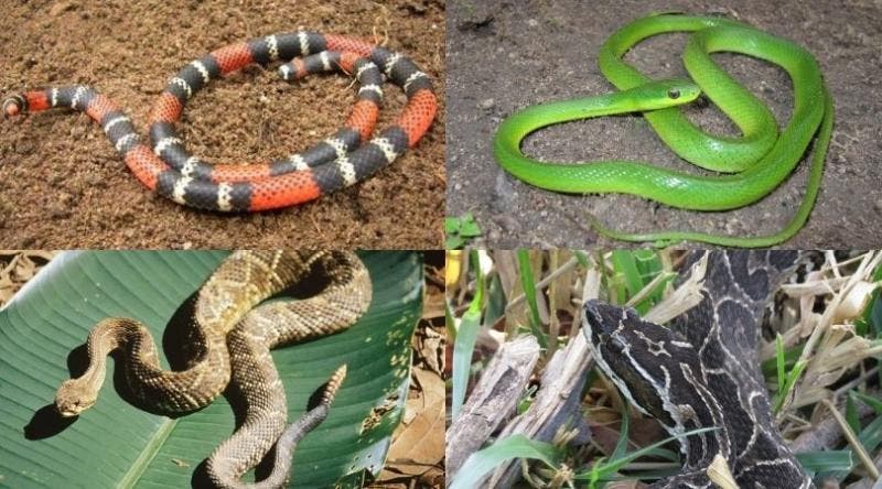 As estratégias de defesa das cobras venenosas