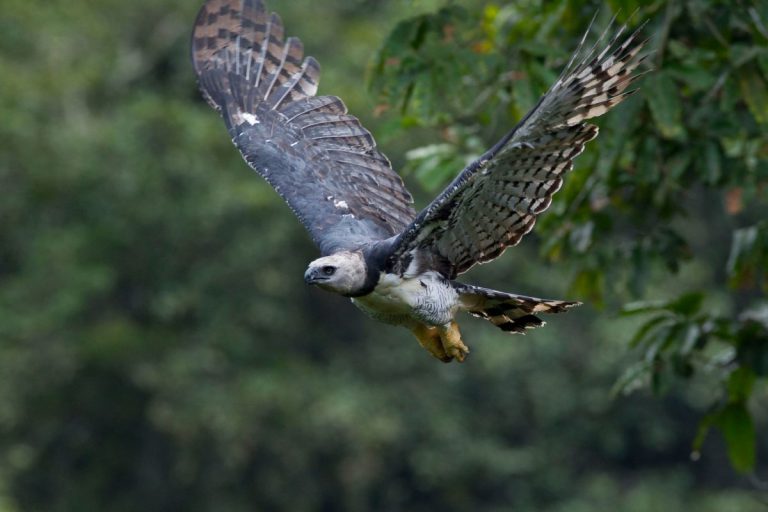 harpia