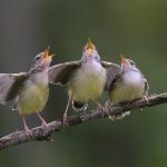 pássaros cantando