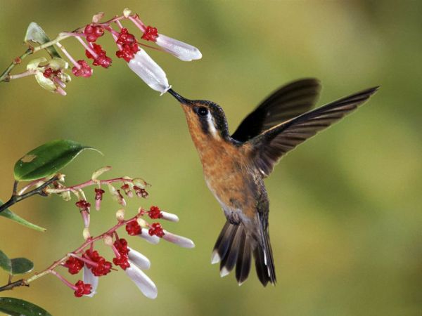 Polinizadores Além das Abelhas: Beija-Flores, Morcegos e Borboletas que Sustentam a Vida