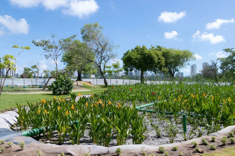 O que são jardins filtrantes e como funcionam?