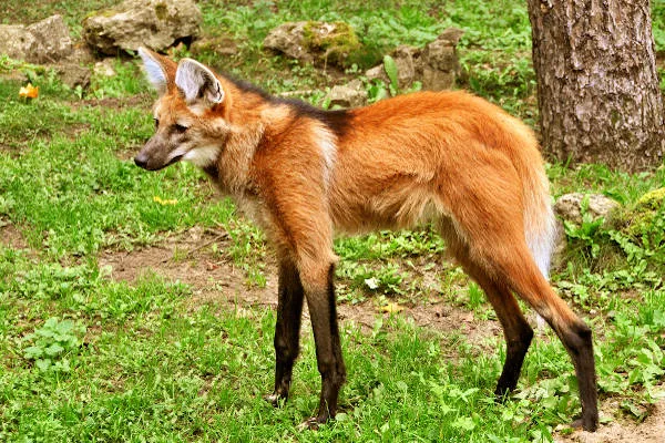 Os desafios na preservação do lobo-guará no Brasil