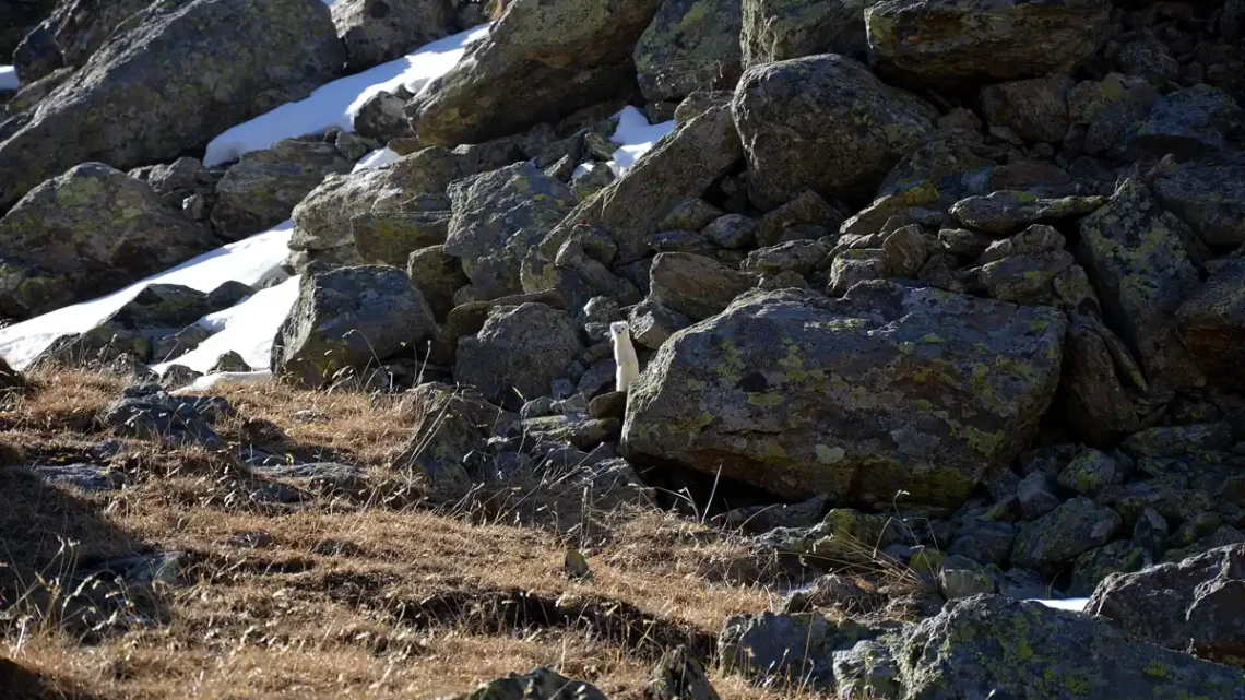 Quanto Tempo Vive o Arminho? Ciclo de Vida (2026)