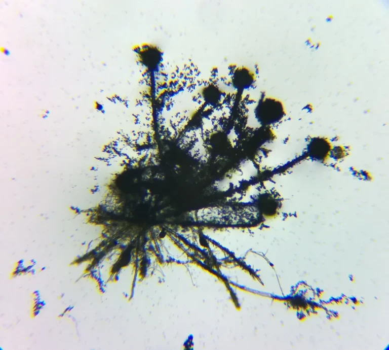 Aspergillus flavus - imagem ilustrativa