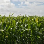 Zea mays - imagem ilustrativa